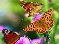 Butterfly Slide image
